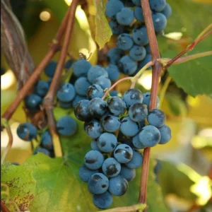 Concord Grape Vine – 2 Bare Root Live Plants – Classic Blue Table Grapes – Outdoor - Image 1