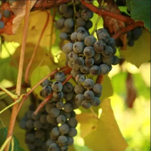 Concord Seedless Grape Vines - Bare Root Plant - Sweet Blue Table Grapes - 2 Pack - Image 1