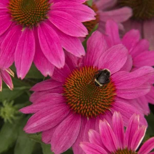 Coneflower 'Kim's Knee High' Echinacea purpurea Bare Root Plant - Magenta Blooms - Image 2