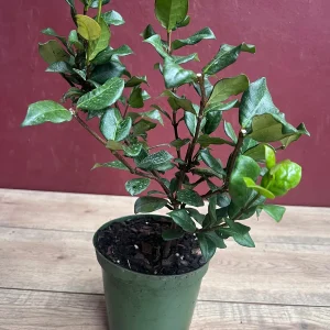 Confederate Jasmine Live Plant – Star Jasmine Vine – 6 inch Pot – Outdoor - Image 2