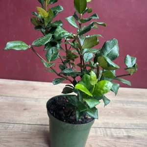 Confederate Jasmine Live Plant – Star Jasmine Vine – 6 inch Pot – Outdoor - Image 6