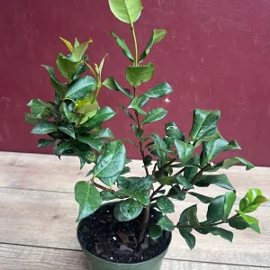 Confederate Jasmine Live Plant – Star Jasmine Vine – 6 inch Pot – Outdoor - Image 8