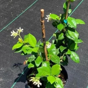 Confederate Star Jasmine Live Plant - Fragrant Vine, 12" Tall in 4" Pot, Outdoor - Image 2