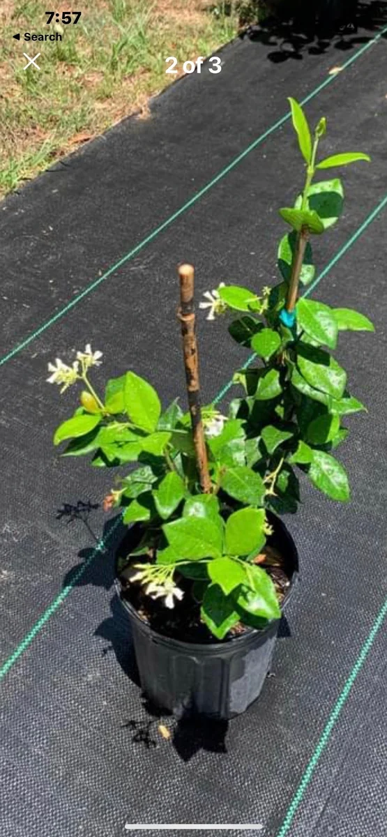 Confederate Star Jasmine Live Plant, Fragrant Vine, 12" Tall, 4" Pot - Image 2