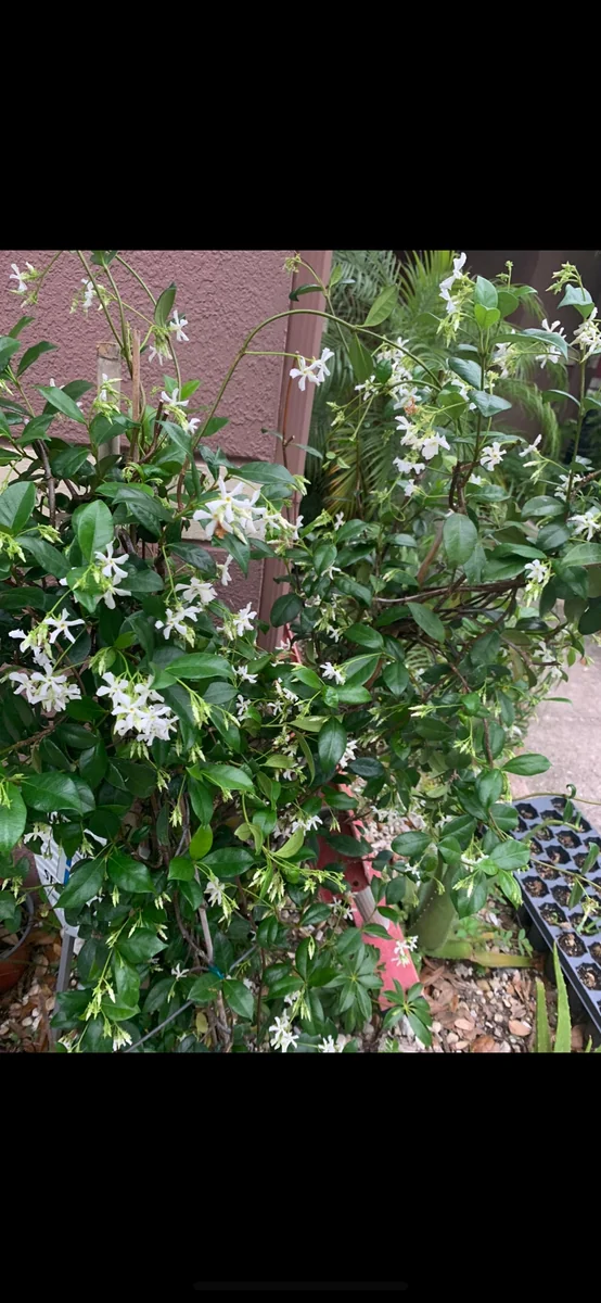 Confederate Star Jasmine Live Plant, Fragrant Vine, 12" Tall, 4" Pot - Image 3