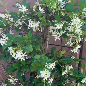 Confederate Star Jasmine Live Plant, Fragrant Vine, 12" Tall, 4" Pot - Image 1