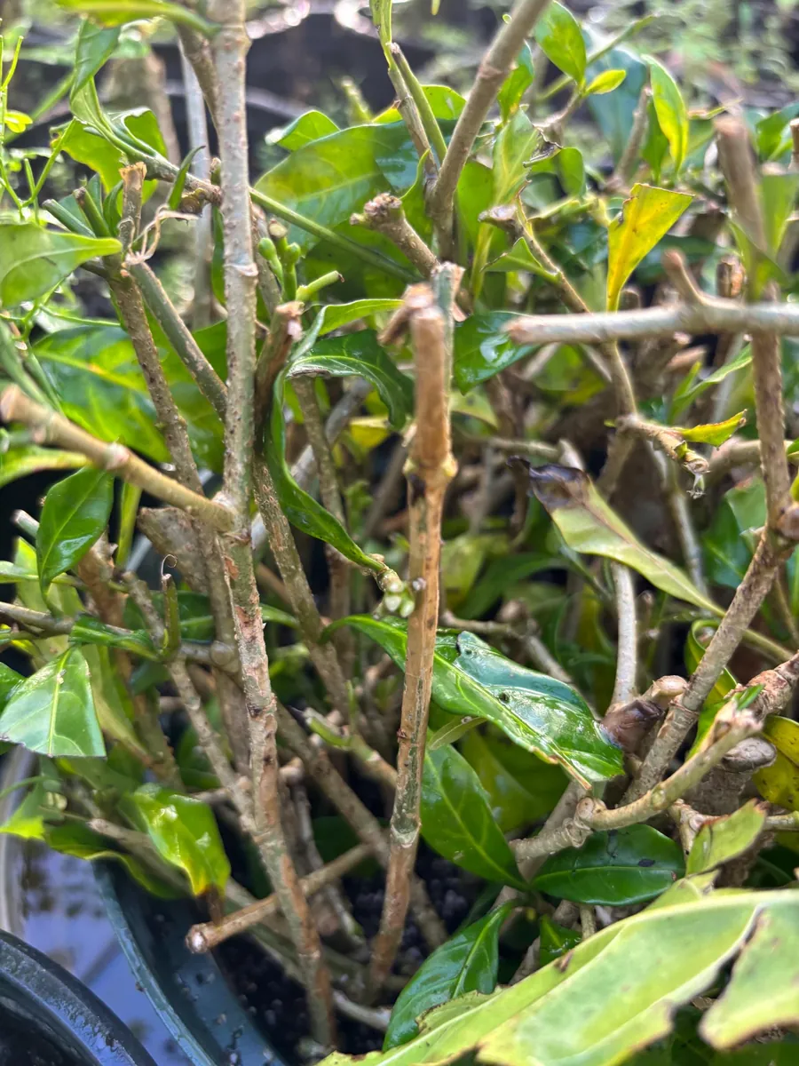 Confederate Star Jasmine Live Plant, Fragrant Vine, 12" Tall, 4" Pot - Image 4