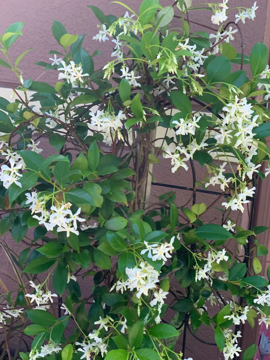Confederate Star Jasmine Live Plant, Fragrant Vine, 12" Tall, 4" Pot - Image 1