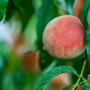 Contender Peach Tree Bare Root Live Plant - 2-3 ft Tall, Freestone Fruit - Image 1