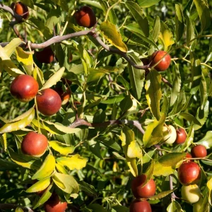 Contorted Jujube Tree – Live Plant – Grafted – 2 Feet Tall – 1 Gallon Pot - Image 1