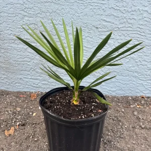 Copernicia Fallensis Giant Yarey Palm Live Plant - 3 Gallon Pot - Outdoor Palm - Image 5