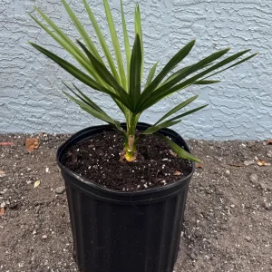 Copernicia Fallensis Giant Yarey Palm Live Plant - 3 Gallon Pot - Outdoor Palm - Image 8