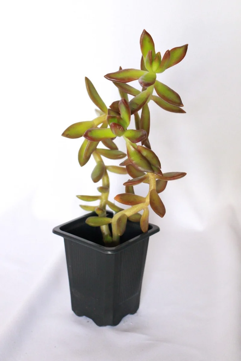 Coppertone Sedum Live Plant – 2 inch Pot – Succulent – Outdoor - Image 1