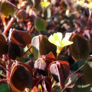 Coppertones Shamrock Live Plant – Oxalis – Indoor/Outdoor – 2.5