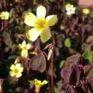 Coppertones Shamrock Live Plant – Oxalis – Indoor/Outdoor – 2.5