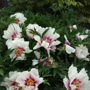 Cora Louise Itoh Peony Bareroot Plant - White Magenta Hybrid - 3-5 Eye - Outdoor - Image 2