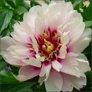 Cora Louise Itoh Peony Bareroot Plant - White Magenta Hybrid - 3-5 Eye - Outdoor - Image 1