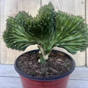 Coral Cactus Euphorbia lactea Cristata Live Succulent Plant 6 inch Pot Green White Pink - Image 2