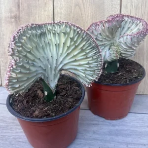 Coral Cactus Euphorbia lactea Cristata Live Succulent Plant 6 inch Pot Green White Pink - Image 6