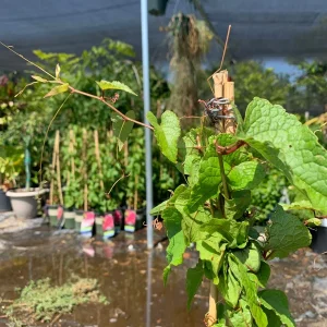 Coral Vine Live Plant - Antigonon Leptopus - 6" Pot, 2-3ft Tall - Pink Flowers - Image 2