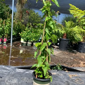 Coral Vine Live Plant - Antigonon Leptopus - 6