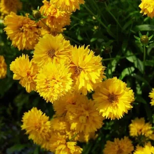 Coreopsis Lanceolata Live Plant – Laceleaf Tickseed – Full Sun Perennial - Image 10