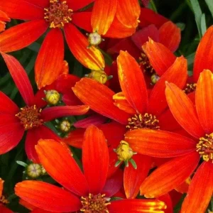 Coreopsis Lanceolata Live Plant – Laceleaf Tickseed – Full Sun Perennial - Image 2