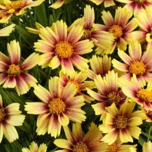 Coreopsis Lanceolata Live Plant – Laceleaf Tickseed – Full Sun Perennial - Image 4
