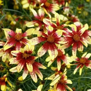 Coreopsis Lanceolata Live Plant – Laceleaf Tickseed – Full Sun Perennial - Image 5