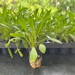 Coreopsis Lanceolata Live Plant – Laceleaf Tickseed – Full Sun Perennial - Image 6