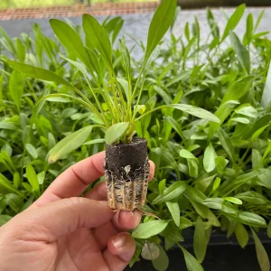 Coreopsis Lanceolata Live Plant – Laceleaf Tickseed – Full Sun Perennial - Image 7