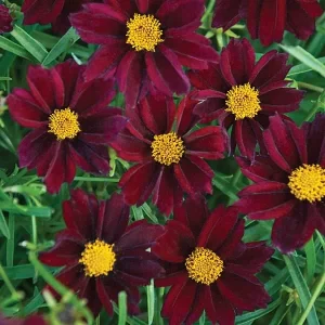 Coreopsis Lanceolata Live Plant – Laceleaf Tickseed – Full Sun Perennial - Image 9