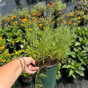 Coreopsis Red Satin Live Plant - Deep Red Flowers, 1 Gallon Pot, Outdoor Perennial - Image 2