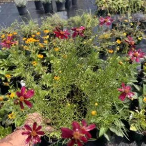 Coreopsis Red Satin Live Plant - Deep Red Flowers, 1 Gallon Pot, Outdoor Perennial - Image 3