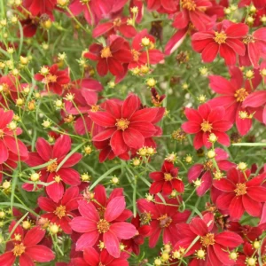 Coreopsis Red Satin Live Plant - Deep Red Flowers, 1 Gallon Pot, Outdoor Perennial - Image 1
