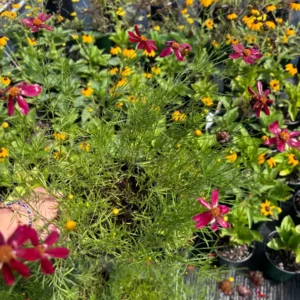 Coreopsis Red Satin Live Plant - Deep Red Flowers, 1 Gallon Pot, Outdoor Perennial - Image 5