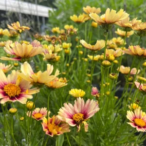 Coreopsis Solanna Sunset Burst Live Plant - Tickseed Perennial, Zones 4-9 - Image 5