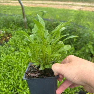 Coreopsis Solar Eclipse Live Plant - Bicolor Red/Yellow, 3.5 inch Pot, Outdoor Perennial - Image 2