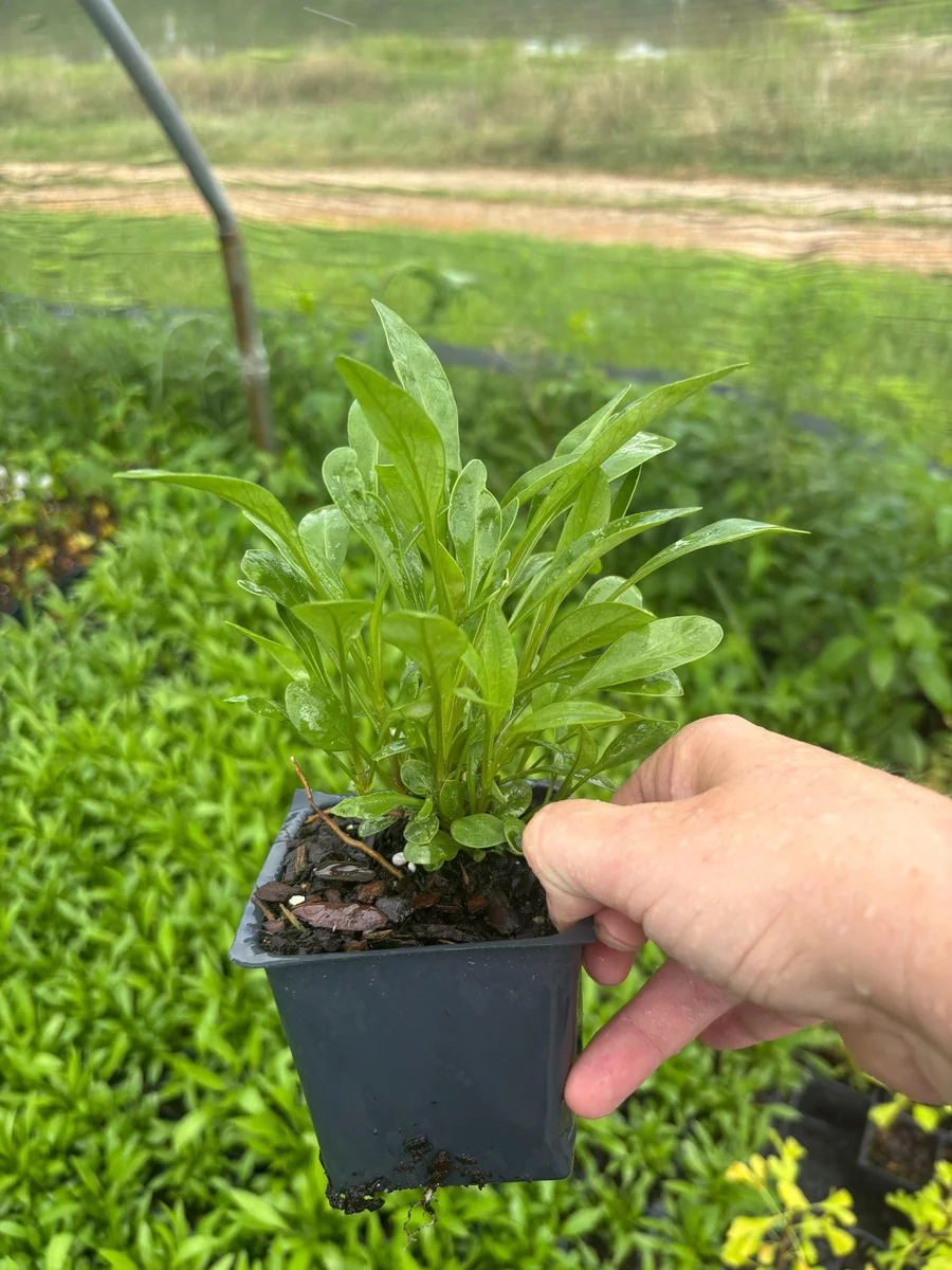 Coreopsis Solar Eclipse Live Plant - Bicolor Red/Yellow, 3.5 inch Pot, Outdoor Perennial - Image 2