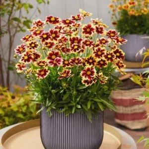 Coreopsis Solar Eclipse Live Plant - Bicolor Red/Yellow, 3.5 inch Pot, Outdoor Perennial - Image 1