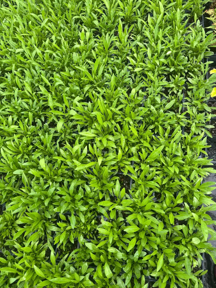 Coreopsis Solar Eclipse Live Plant - Bicolor Red/Yellow, 3.5 inch Pot, Outdoor Perennial - Image 4