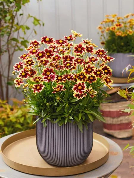 Coreopsis Solar Eclipse Live Plant - Bicolor Red/Yellow, 3.5 inch Pot, Outdoor Perennial - Image 1