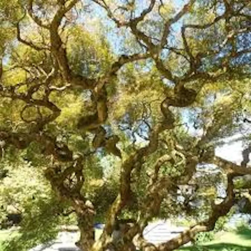 Corkscrew Willow Tree 2-3 ft - Salix matsudana 'Tortuosa'