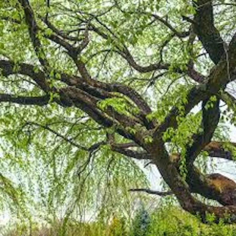 Corkscrew Willow Tree 2-3 ft - Salix matsudana 'Tortuosa'