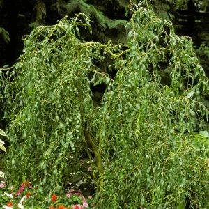 Corkscrew Willow Tree Cuttings Unrooted - Set of 10, Fast Growing Outdoor - Image 3