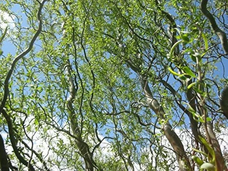 Corkscrew Willow Tree - Salix matsudana 'Tortuosa' Live Plant 4-5ft Tall - Grafted - Image 2