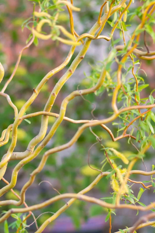 Corkscrew Willow Tree - Salix matsudana 'Tortuosa' Live Plant 4-5ft Tall - Grafted - Image 1