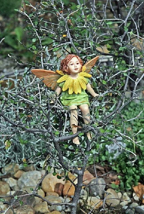 Corokia Ghost Tree Live Plant – 2.5 inch Pot – Indoor/Fairy Garden Plant - Image 2