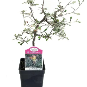 Corokia Ghost Tree Live Plant – 2.5 inch Pot – Indoor/Fairy Garden Plant - Image 3