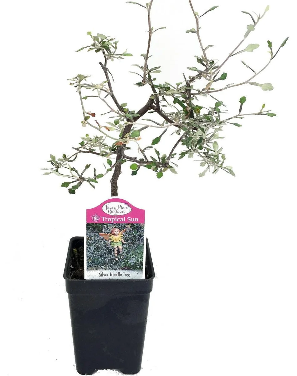 Corokia Ghost Tree Live Plant – 2.5 inch Pot – Indoor/Fairy Garden Plant - Image 3